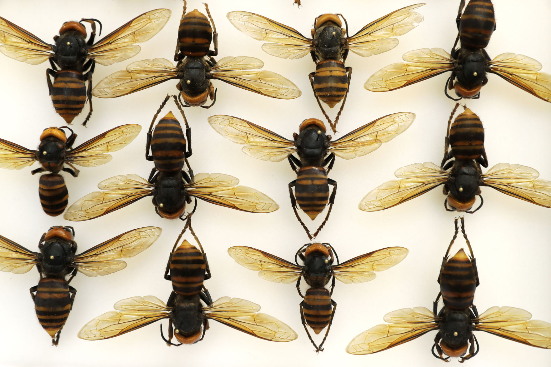 APTOPIX Murder Hornets
